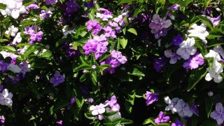 紫から白へ アメリカジャスミン ニオイバンマツリ は変化する芳香花 庭いじり