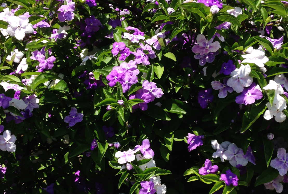 紫から白へ アメリカジャスミン ニオイバンマツリ は変化する芳香花 庭いじり