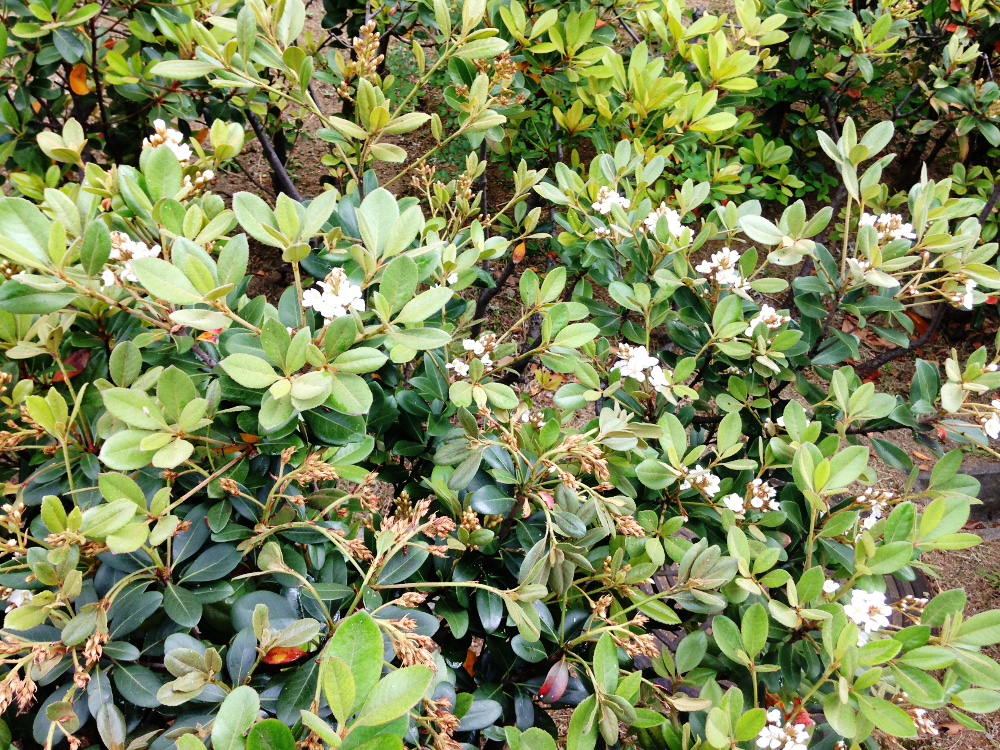 五月に白い花咲く低木のシャリンバイは バラの仲間です 庭いじり
