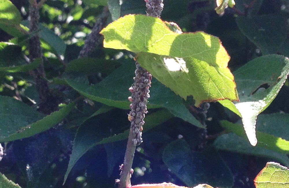 梅にアブラムシが大量発生 こうなる前に薬剤散布で消毒を 庭いじり