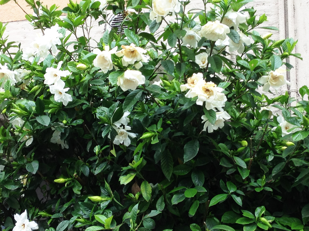 美しい花の画像 Hd限定5 月 白い 花 甘い 香り